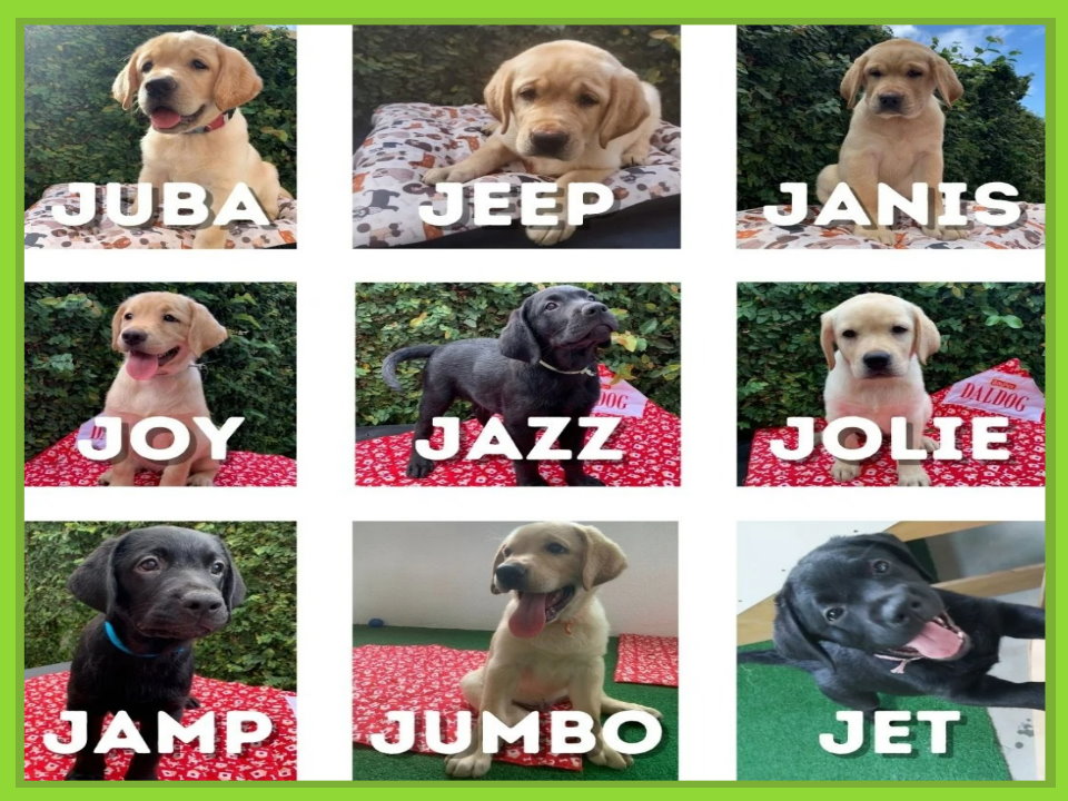 Nomes para os cães da Ninhada J v2
